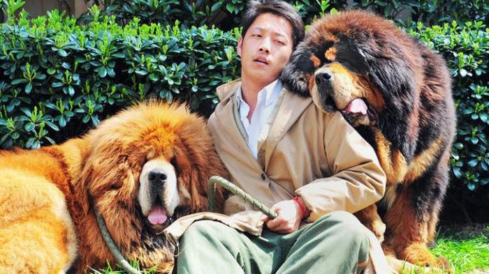 Тибетский мастиф: лев и медведь в одном флаконе