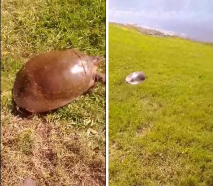 «Молния!»: стремительно бегущая к воде черепаха шокировала интернет