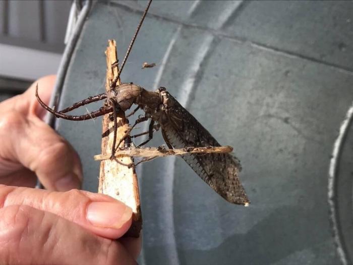 Коридалида: Крупнейшее летающее насекомое размером с воробья. Жвала и химическое оружие в комплекте