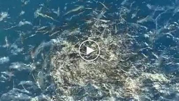 Как рыбы реагируют на еду, сброшенную им с нефтяной вышки