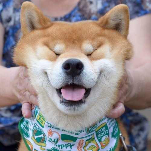 С иба-ину Рюдзи — самый эмоциональный пёс из Японии