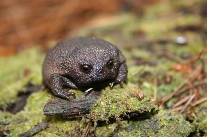 Чёрная дождевая лягушка — самое грустное земноводное в мире
