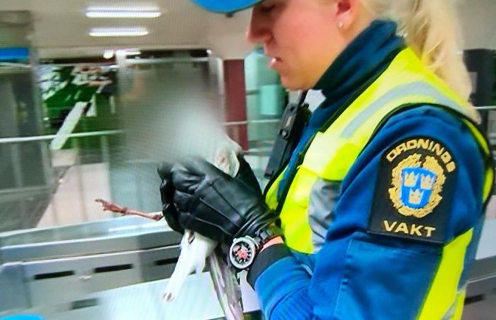 Шведские телевизионщики скрыли внешность спасенной чайки