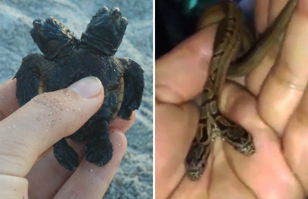 Двухголовый детёныш черепахи и двухголовая змея обнаружены в США