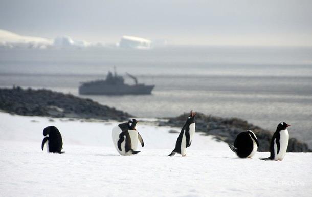 Ученые спустя 22 года работ выяснили, что едят пингвины