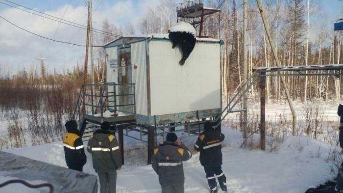 На трансформаторной будке нашли мертвого медведя