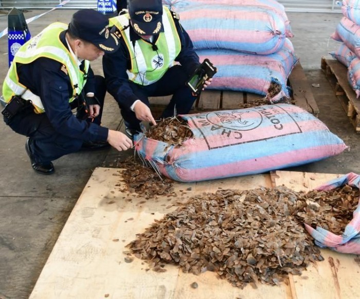 Китайские таможенники задержали 12 тонн чешуи панголинов