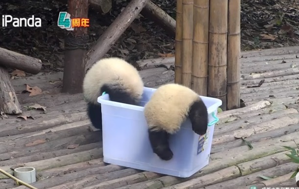 Нелепые падения панд соединили в одном видео