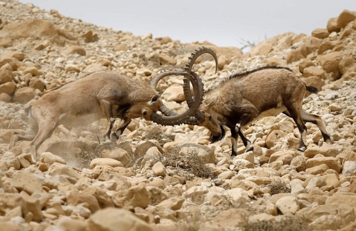 Схватка нубийских горных козлов за внимание самки