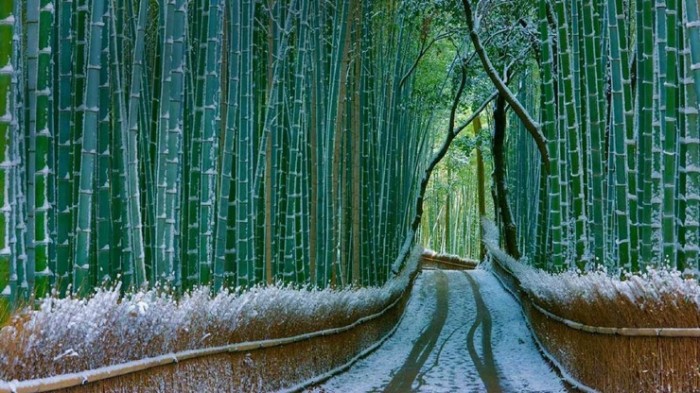 Сказочный бамбуковый лес Сагано, Киото