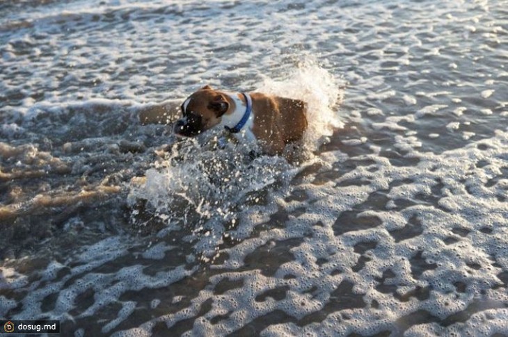 Двухлапый пес впервые на пляже