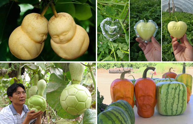 Дизайнерские овощи и фрукты причудливых форм выращивают в Китае