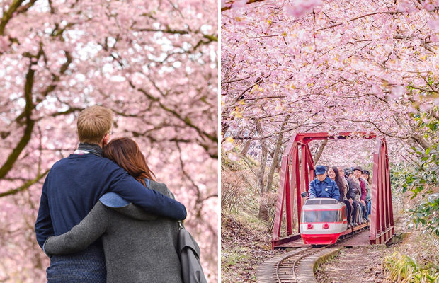 Аномальное цветение сакуры на востоке Японии
