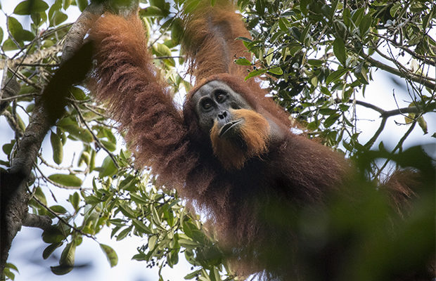 В Индонезии открыт новый вид орангутана