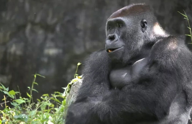 Королева брейка: танцующая горилла стала звездой интернета