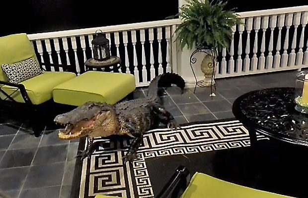3-метровый аллигатор пробил дверь и залез на веранду дома