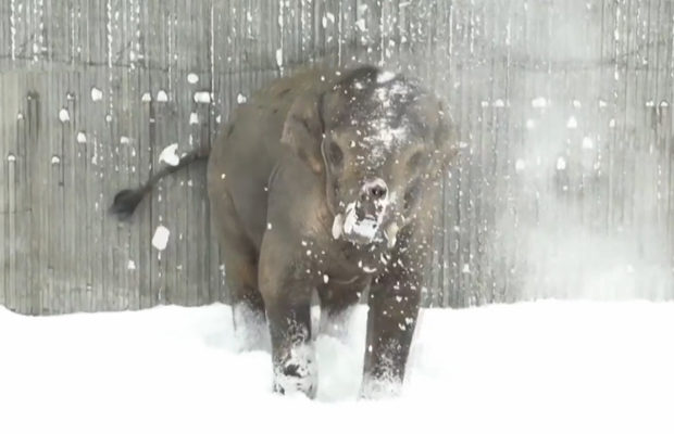 Восьмилетний азиатский слон впервые увидел снег