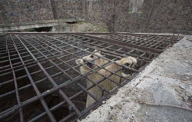 В Армении спасли медведицу, прожившую всю жизнь в клетке
