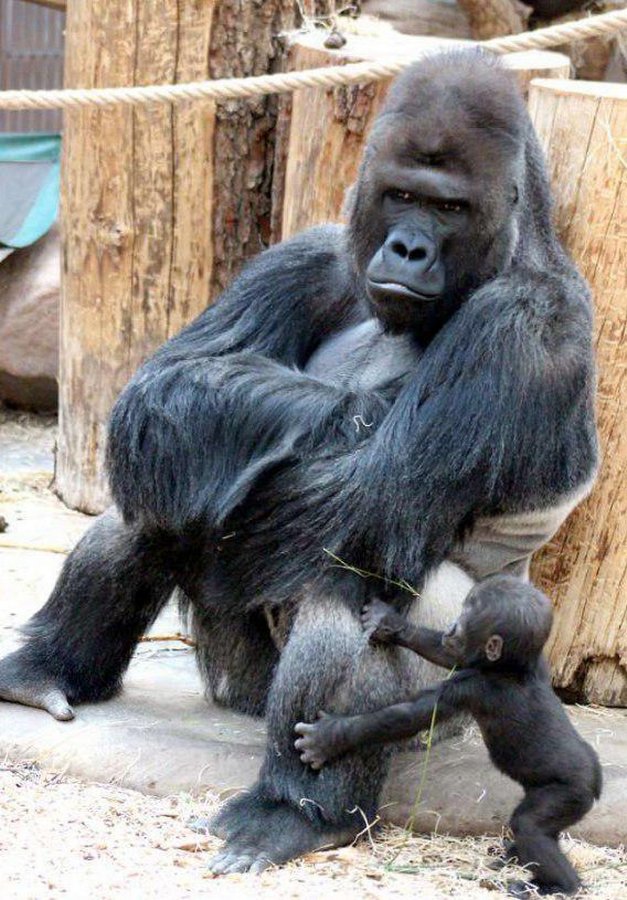 Посмотрите в глаза этого гориллы, который познал отцовство в девятый раз
