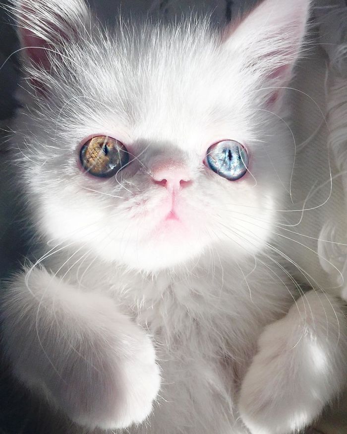 Кошка со снежно-белой шерстью и разноцветными глазами выглядит и мило, и стремно