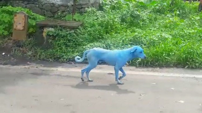 По индийским улочкам бродят голубые собаки