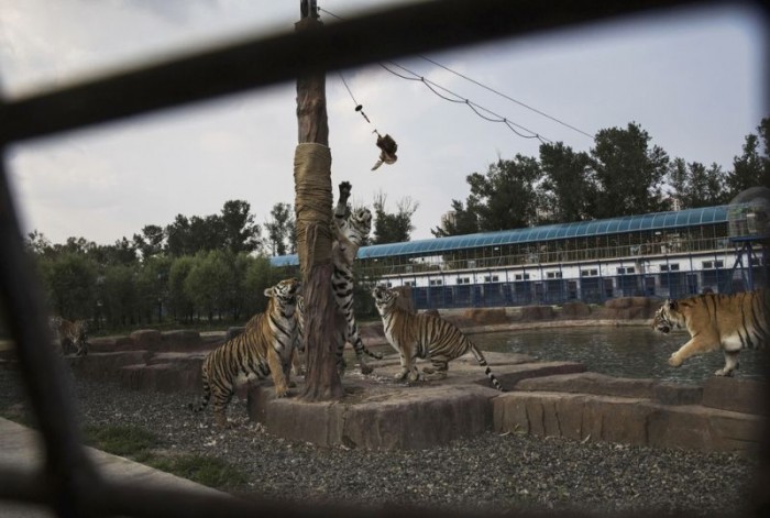 Китайский центр разведения сибирских и амурских тигров