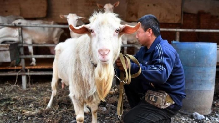 Китайские фермеры доят козла и пьют парное молочко