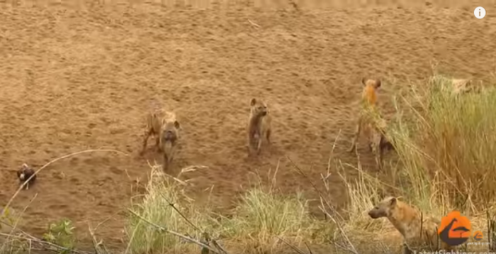 Туристка из ЮАР сняла на видео нападение гиен на львицу