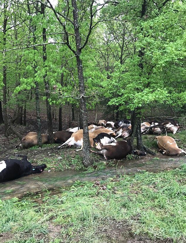 Молния убила сразу 32 коровы, нанеся фермеру серьезный ущерб