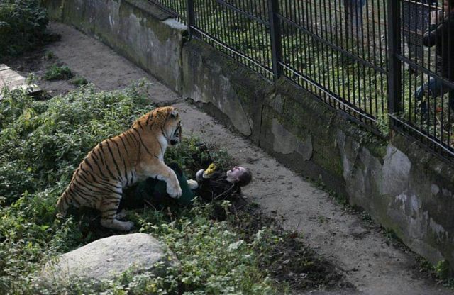 В калининградском зоопарке амурский тигр напал на женщину