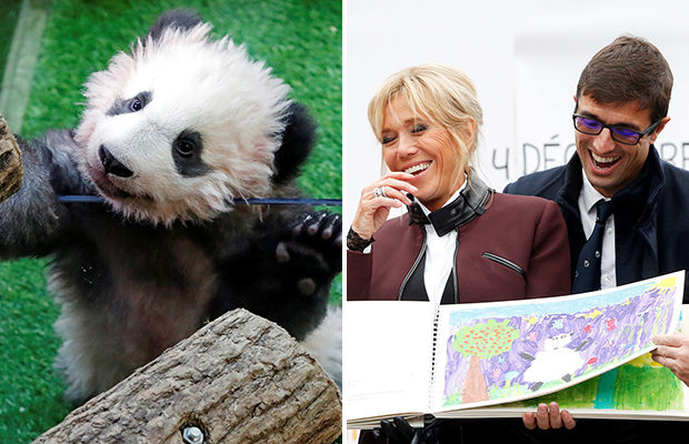 «Воплощение мечты»: Брижит Макрон стала «крёстной мамой» детёныша панды.