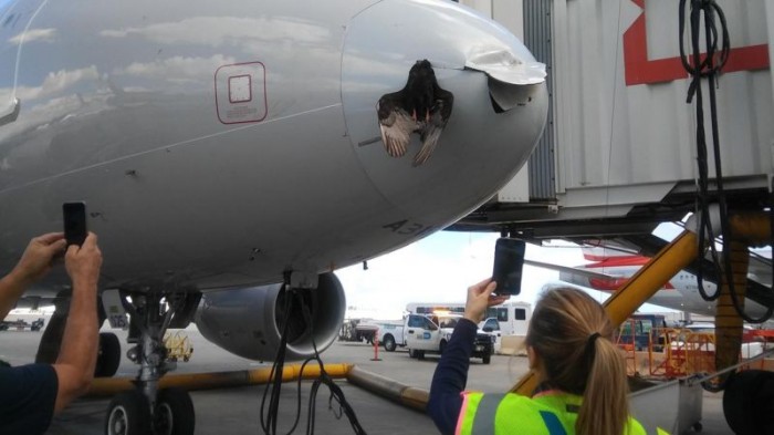 Птица-камикадзе протаранила американский самолет