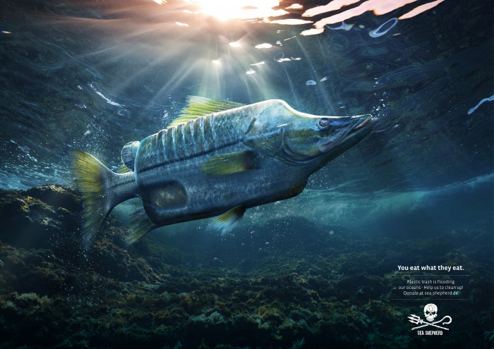 Sea Shepherd: Скумбрия, тунец, сибас