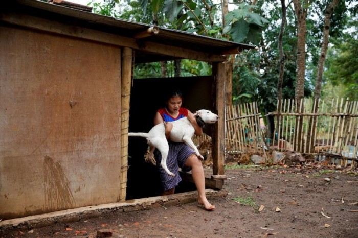 Бои собак с кабанами в Индонезии