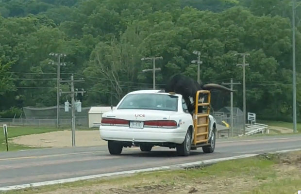 Такого способа транспортировки быка ещё никто не видел