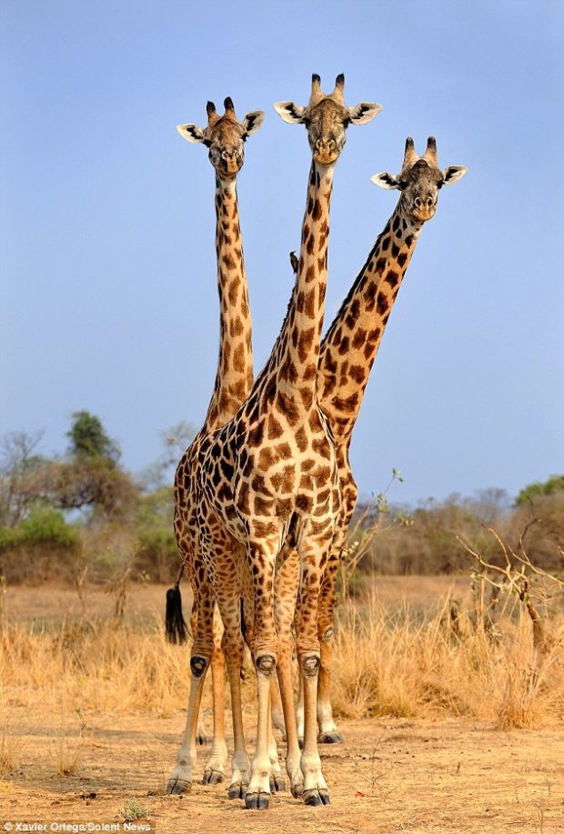 В Замбии трёхголовый жираф попал в кадр