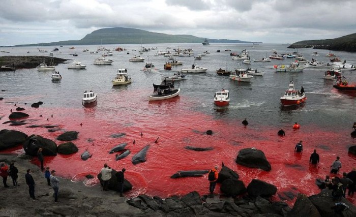 Жители Фарерских островов устроили традиционную резню дельфинов