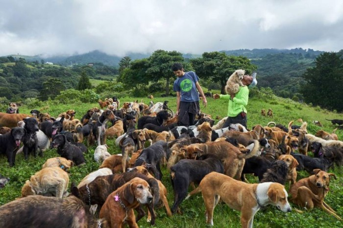 Питомник "Земля бродячих собак", где живет около 1000 дворняжек