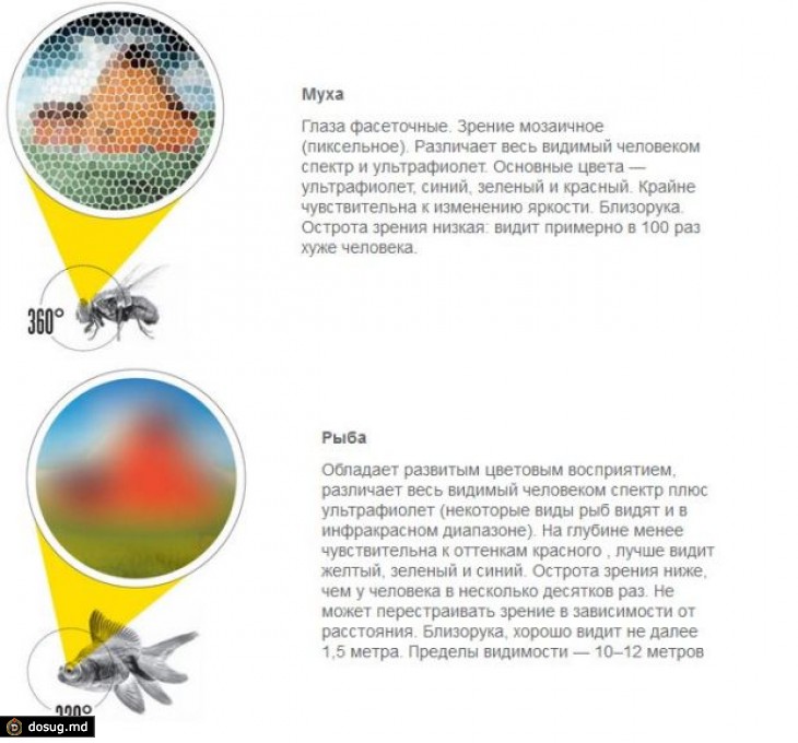 Видят ли мухи в темноте. Цветовое зрение у животных. Сравнение зрения человека и животных. Цветовое зрение насекомых. Фасеточные глаза зрение.