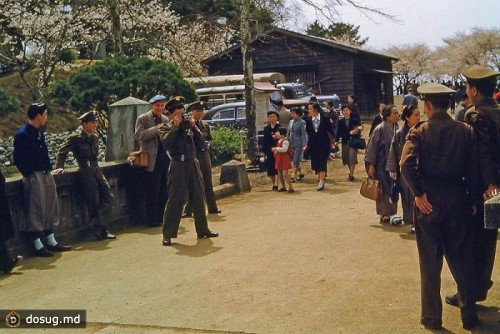 1953. День Сакуры