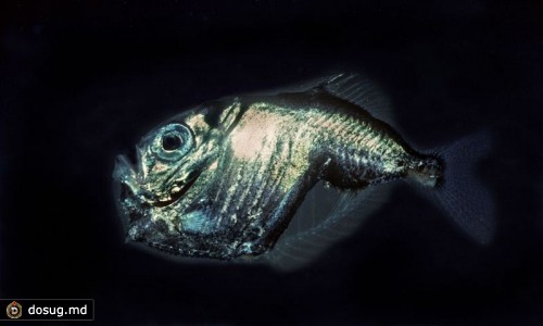 Рыба-топорик