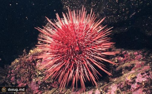 Красный морской еж – 200 лет