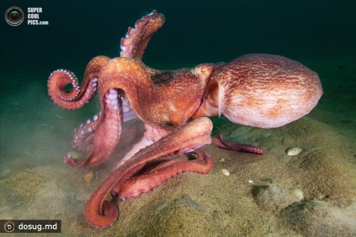 Гигантский осьминог (лат. Enteroctopus dofleini). (Alexander Semenov)