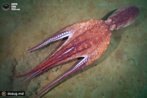 Гигантский осьминог (лат. Enteroctopus dofleini). (Alexander Semenov)