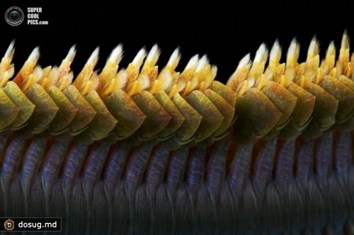 Многощетинковый червь (лат. Alitta virens). (Alexander Semenov)