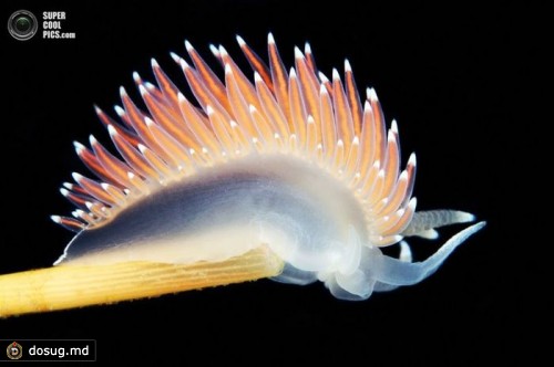 Голожаберный моллюск (лат. Coryphella polaris). (Alexander Semenov)