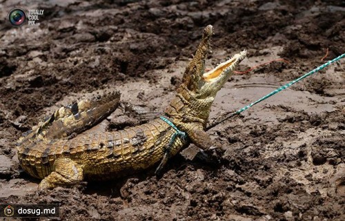 Работники фермы пытаются поймать одного из 15 тысяч крокодилов, которые сбежали во время наводнения недалеко от Мусины, Южная Африка.