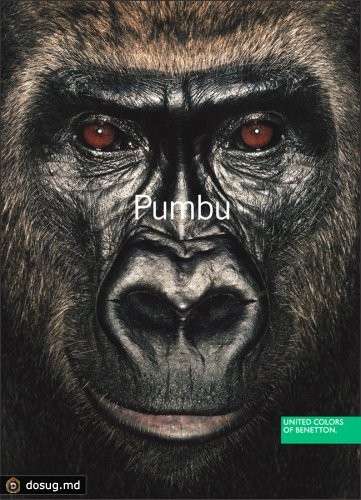 На рекламе запечатлены обезьяны, изъятые у нелегальных торговцев экзотическими животными.