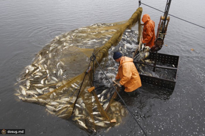 «Русское море» задумалось о продаже подразделения аквакультуры