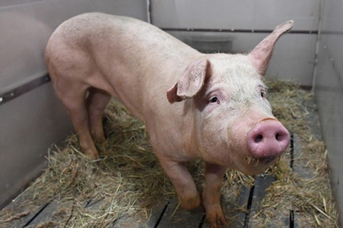 В МГУ создали гантель с ершиком для чистки бутылок